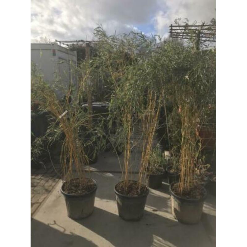 Bamboe in 35 liter pot hoog 190 ook voor terras