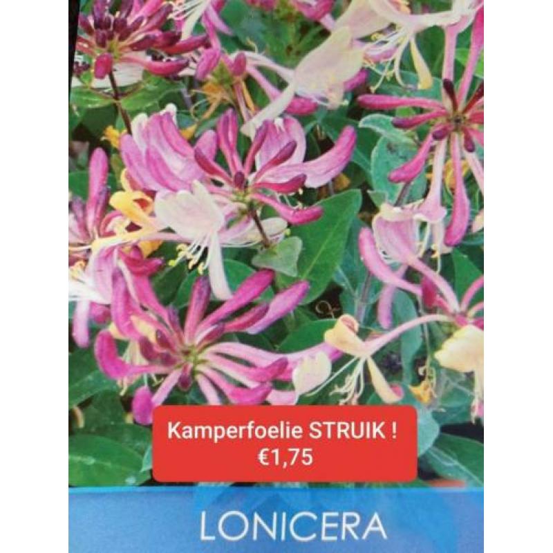 20 x Kamperfoelie STRUIK tuinplanten