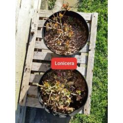 20 x Kamperfoelie STRUIK tuinplanten