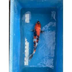 Showa koi 50 cm