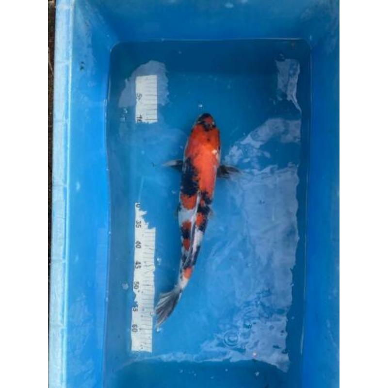 Showa koi 50 cm