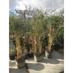 Bamboe in 35 liter pot hoog 190 ook voor terras
