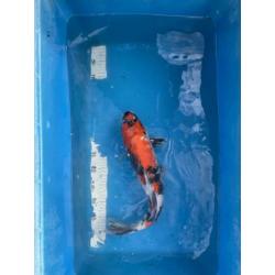 Showa koi 50 cm