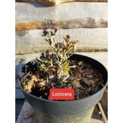 20 x Kamperfoelie STRUIK tuinplanten