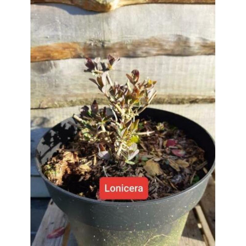 20 x Kamperfoelie STRUIK tuinplanten
