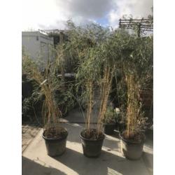 Bamboe in 35 liter pot hoog 190 ook voor terras