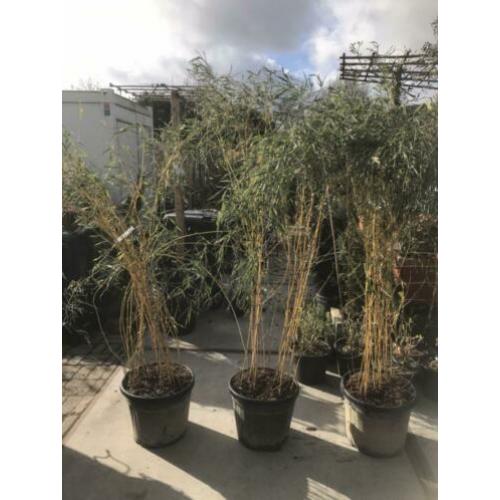 Bamboe in 35 liter pot hoog 190 ook voor terras