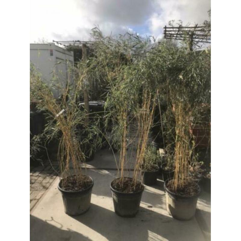 Bamboe in 35 liter pot hoog 190 ook voor terras