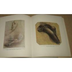 La Renaissance Italienne; dessins et aquarelles