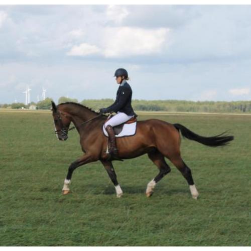 Dressuurpaard ruin 6 jaar L1 met winstpunten