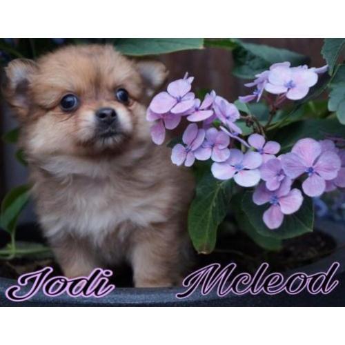 Hele mooie pomchi pups nog 1 merle meisje