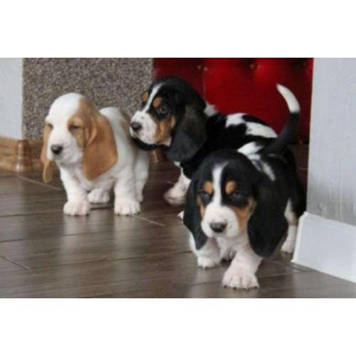 engelse basset hound pups