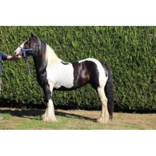 Lola - Prachtige Tinker merrie Irish Cob 9 jaar