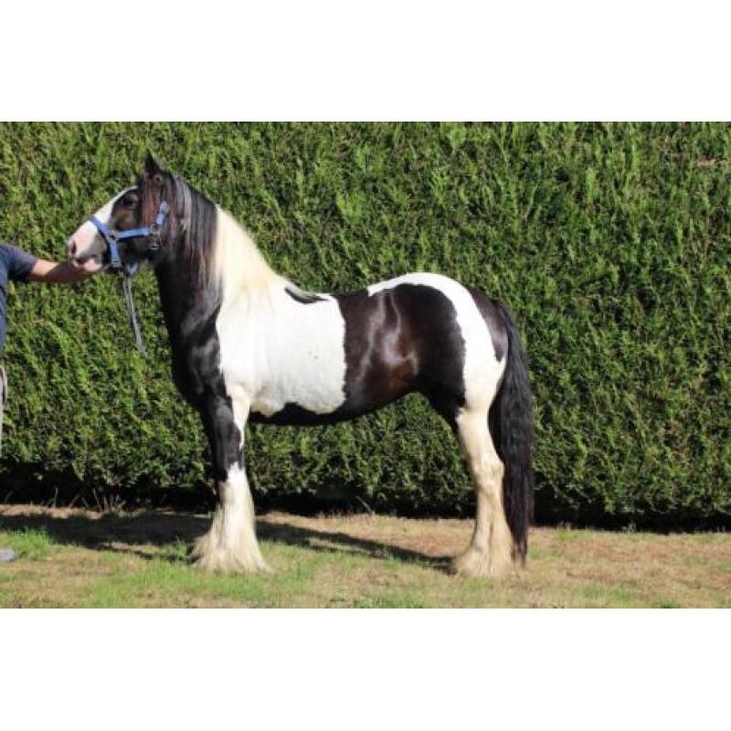 Lola - Prachtige Tinker merrie Irish Cob 9 jaar