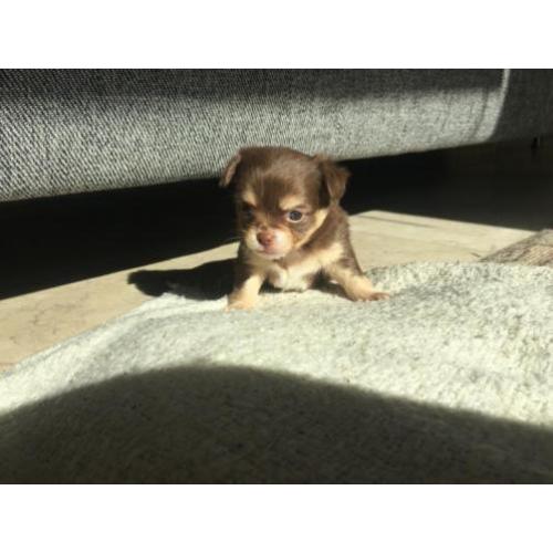 chihuahua/ pomchi