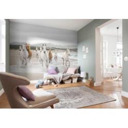 Paarden fotobehang Shire, Paarden vliesbehang strand