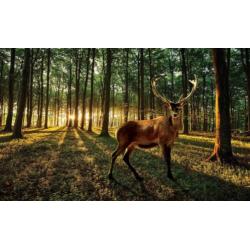 FOTOBEHANG HET BOS, VLIES, 3 BANEN, 312 x 219 cm
