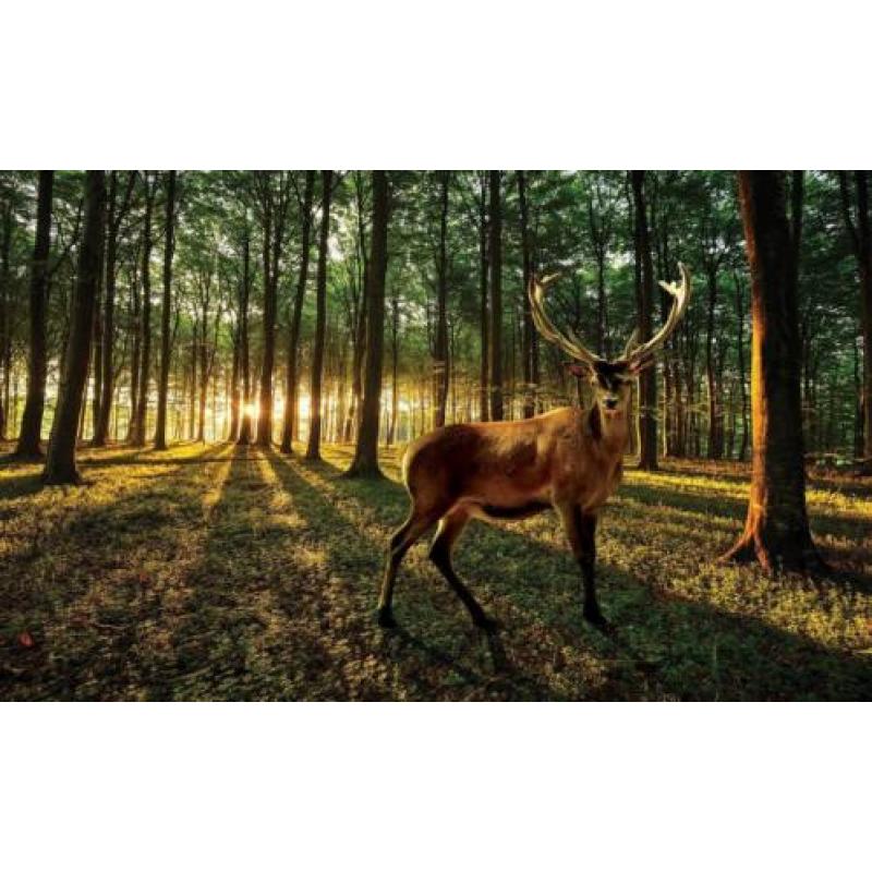 FOTOBEHANG HET BOS, VLIES, 3 BANEN, 312 x 219 cm